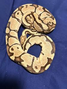 Proven Breeder Female Fire Het Clown
