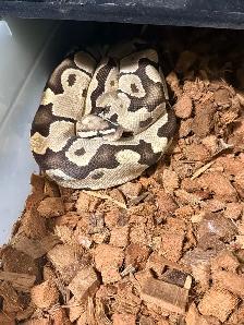Proven Breeder Female Fire Het Clown - Photo 2