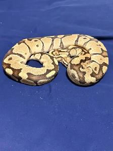 Proven Breeder Female Fire Het Clown - Photo 3