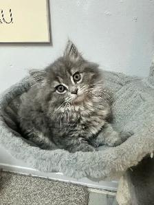 Chatons Himalayen-Persan - Photo 7