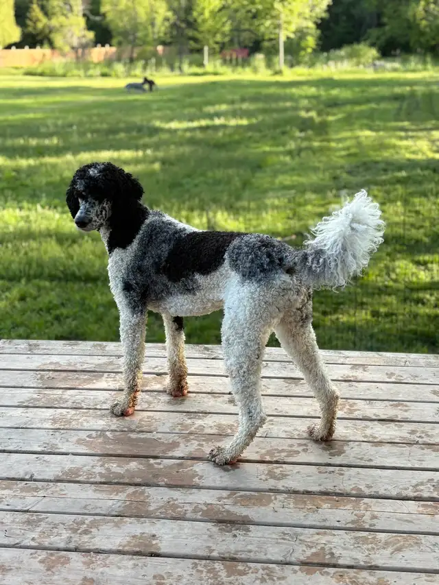 Standard Poodle - Female