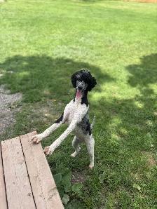 Standard Poodle - Female - Photo 2