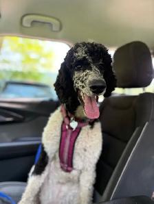 Standard Poodle - Female - Photo 3