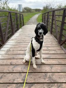 Standard Poodle - Female - Photo 4
