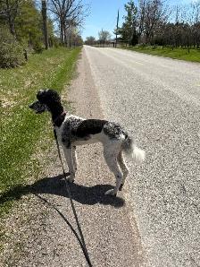 Standard Poodle - Female - Photo 5
