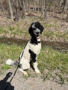 Standard Poodle - Female - Photo 6