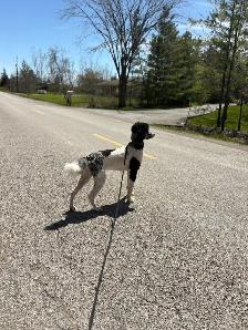 Standard Poodle - Female - Photo 7