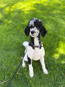 Standard Poodle - Female - Photo 8