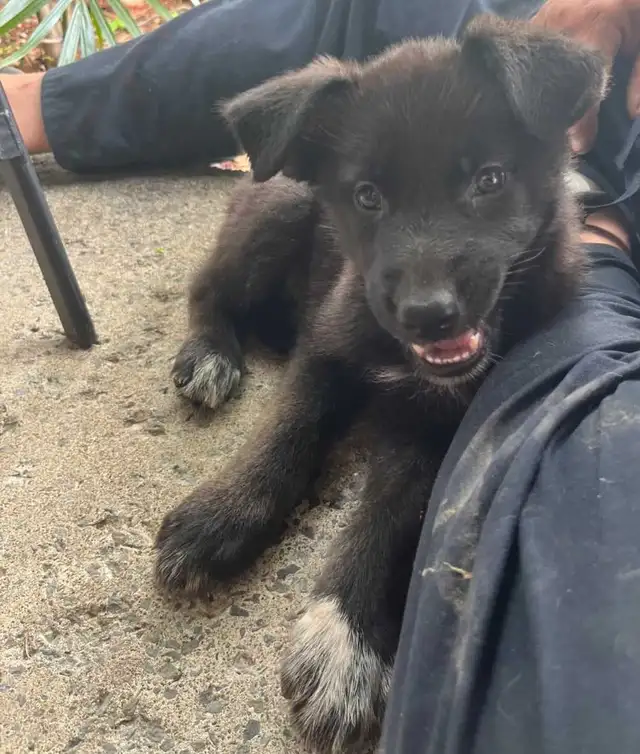 German shepherd female 8 weeks