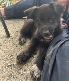 German shepherd female 8 weeks