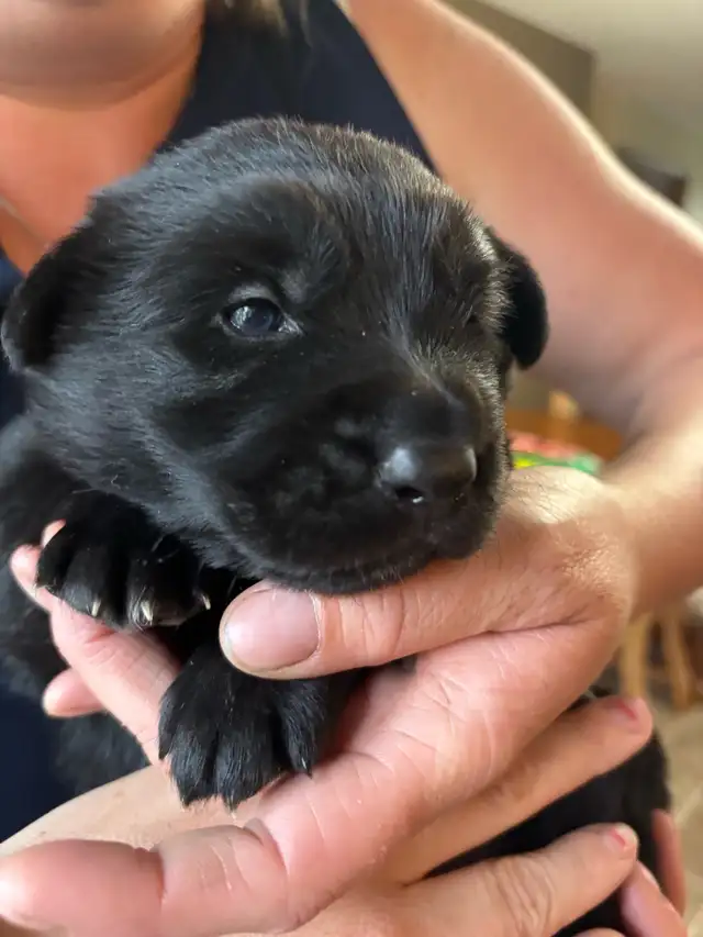 Adorable Male Golden Shepherd Puppy! The perfect mix!