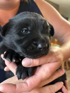 Adorable Male Golden Shepherd Puppy! The perfect mix!