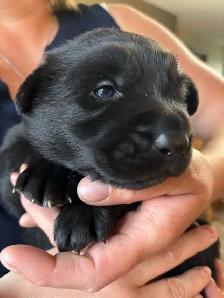 Adorable Male Golden Shepherd Puppy! The perfect mix! - Photo 2