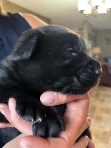 Adorable Male Golden Shepherd Puppy! The perfect mix! - Photo 3
