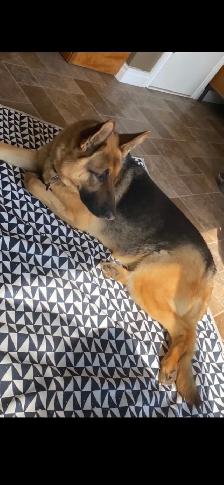 Adorable Male Golden Shepherd Puppy! The perfect mix! - Photo 5
