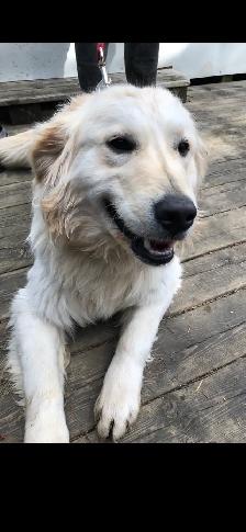 Adorable Male Golden Shepherd Puppy! The perfect mix! - Photo 6