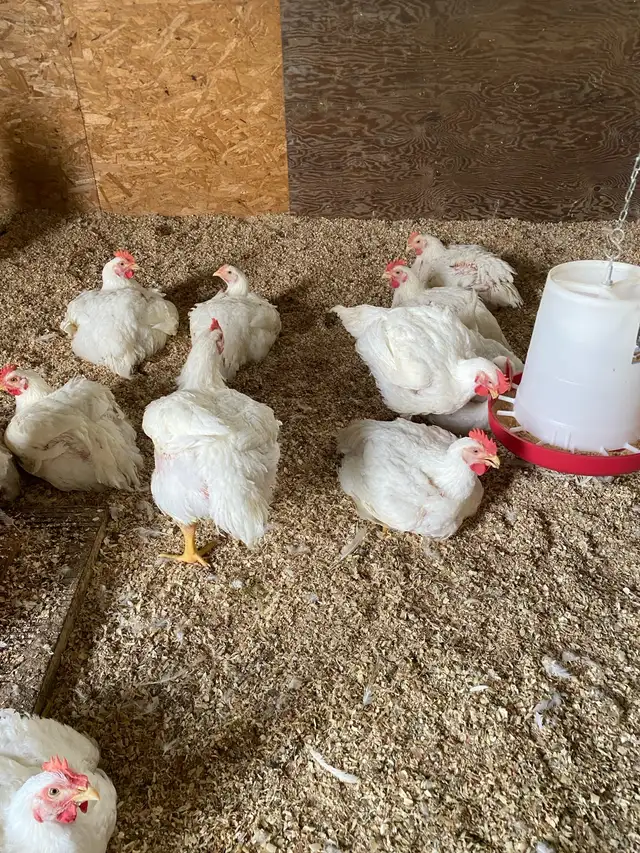 live meat chickens