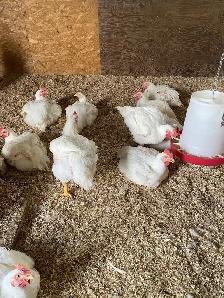 live meat chickens