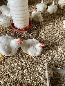 live meat chickens - Photo 2