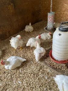 live meat chickens - Photo 3