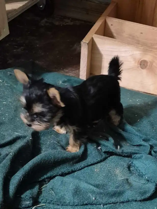 male yorkie pups
