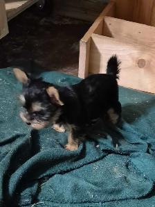 male yorkie pups