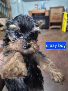 male yorkie pups - Photo 2