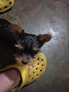 male yorkie pups - Photo 3
