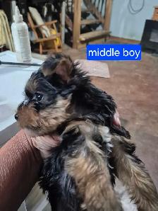 male yorkie pups - Photo 4