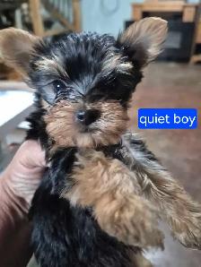male yorkie pups - Photo 5