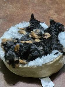 male yorkie pups - Photo 6