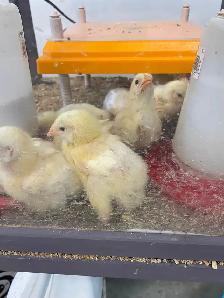 Cornish Giant Chicks