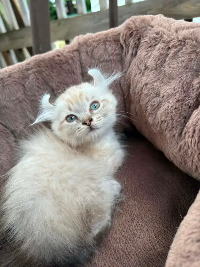chaton highland lynx