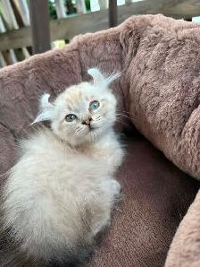 chaton highland lynx