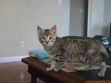 Kittens available for adoption! - Photo 2