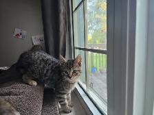 Kittens available for adoption! - Photo 3