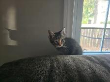 Kittens available for adoption! - Photo 4