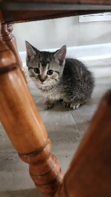 Kittens available for adoption! - Photo 5