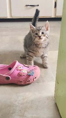 Kittens available for adoption! - Photo 7