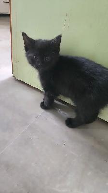 Kittens available for adoption! - Photo 8