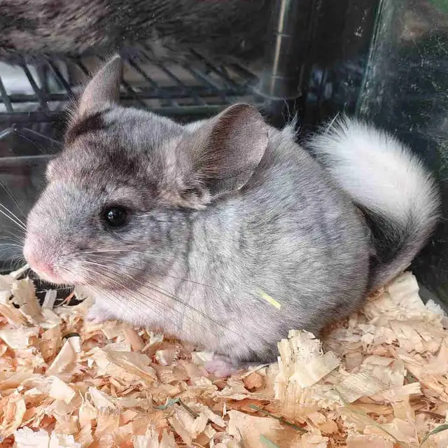 baby chinchillas