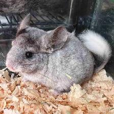 baby chinchillas