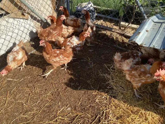Free Range Healthy Eggs and  Chickens Forsale