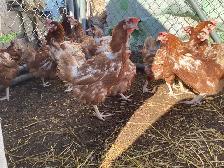 Free Range Healthy Eggs and  Chickens Forsale - Photo 2