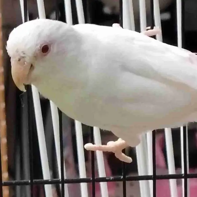 albino Pacific parrotlet