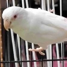 albino Pacific parrotlet