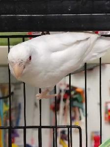 albino Pacific parrotlet - Photo 2