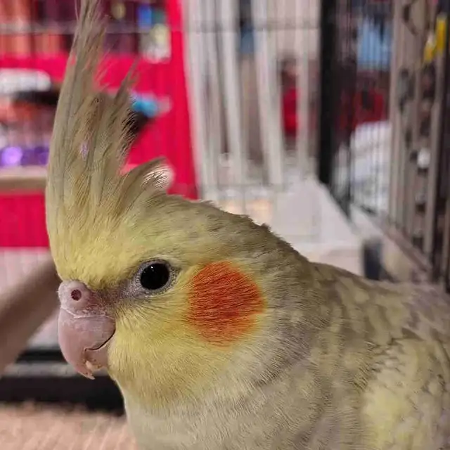 baby pied cockatiel
