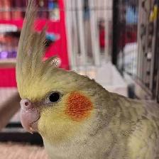 baby pied cockatiel