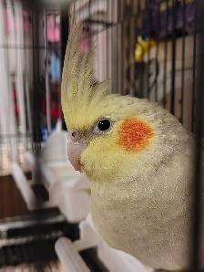 baby pied cockatiel - Photo 2